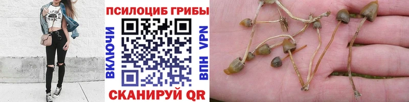 Купить где  Знаменск  Галлюциногенные грибы ЛСД 